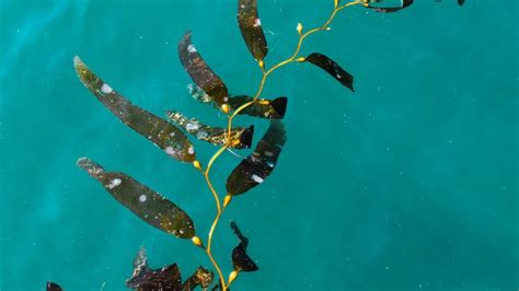 magic seaweed webcam.
